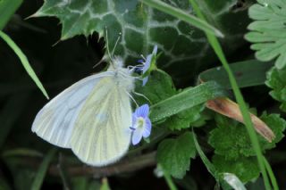 Yalanc Beyazmelek (Pieris pseudorapae)