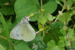 Yalanc Beyazmelek (Pieris pseudorapae)