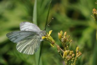 Yalanc Beyazmelek (Pieris pseudorapae)