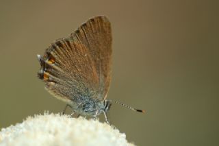 Minik Sevbeni (Satyrium acaciae)