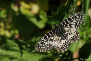 Gney Fistosu (Zerynthia polyxena)