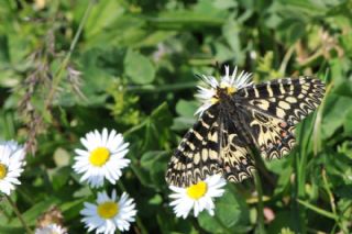 Gney Fistosu (Zerynthia polyxena)