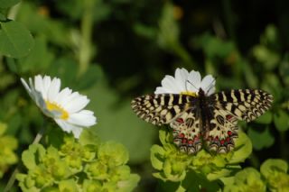 Gney Fistosu (Zerynthia polyxena)