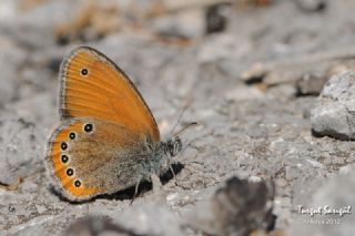 Rus Zpzp Perisi (Coenonympha leander)