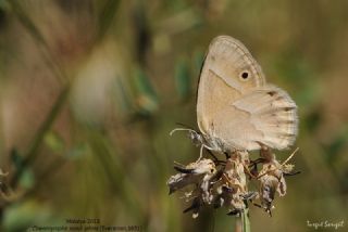 ran Zpzp Perisi (Coenonympha saadi)