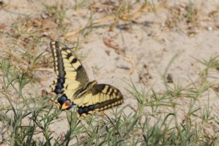 Krlangkuyruk (Papilio machaon)