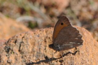 Esmerperi (Hyponephele lupina)