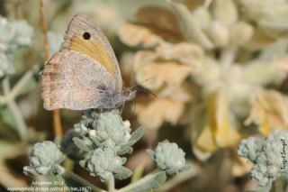 Kk Esmerperi (Hyponephele lycaon)