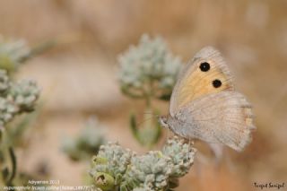 Kk Esmerperi (Hyponephele lycaon)
