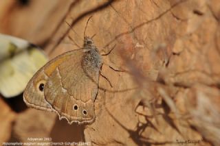 Ar Esmerperisi (Hyponephele wagneri)
