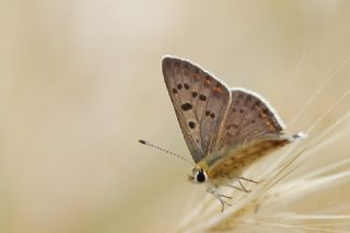sli Bakr Gzeli (Lycaena tityrus)