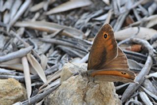 Halikarnas Esmeri (Maniola halicarnassus)