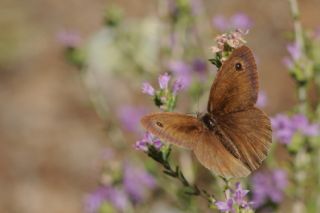 Halikarnas Esmeri&nbsp;(Maniola&nbsp;halicarnassus)