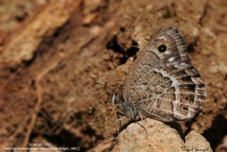 Beyaz Damarl Pirireis (Satyrus amasinus)
