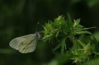 Narin Orman Beyaz (Leptidea sinapis)