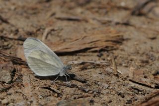 Narin Orman Beyaz (Leptidea sinapis)