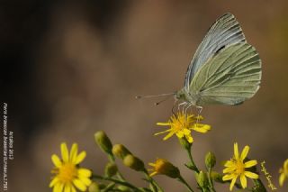 Byk Beyazmelek  (Pieris brassicae)