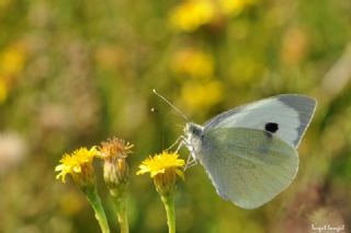 Byk Beyazmelek  (Pieris brassicae)