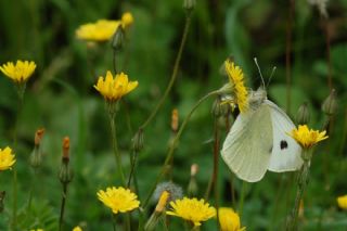 Byk Beyazmelek  (Pieris brassicae)