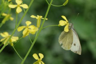 Byk Beyazmelek  (Pieris brassicae)