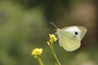 Byk Beyazmelek  (Pieris brassicae)