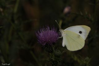 Byk Beyazmelek  (Pieris brassicae)