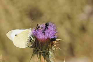 Byk Beyazmelek  (Pieris brassicae)