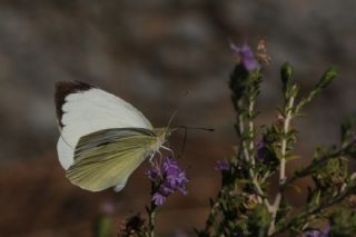 Byk Beyazmelek  (Pieris brassicae)