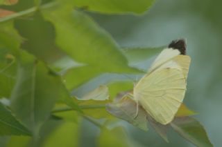 Byk Beyazmelek  (Pieris brassicae)