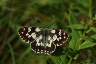 Orman Melikesi (Melanargia galathea)