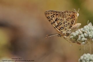 Uygur eytanc (Cigaritis uighurica)