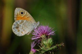 Esmerboncuk (Lasiommata maera)