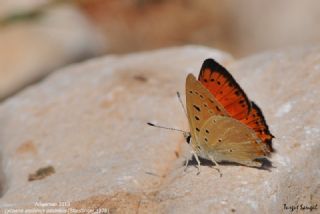 Anadolu Ate Gzeli (Lycaena asabinus)