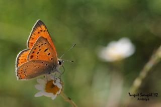 Anadolu Ate Gzeli (Lycaena asabinus)