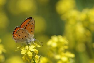 Alev Ategzeli (Lycaena kefersteinii)