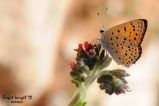 Alev Ategzeli (Lycaena kefersteinii)