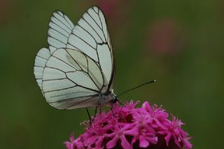 Al Beyaz (Aporia crataegi)