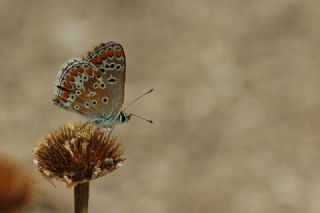 okgzl Esmer (Aricia agestis)