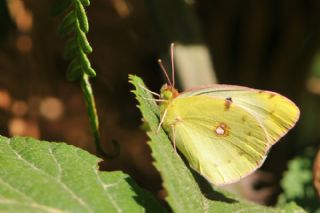 Sar Azamet (Colias croceus)