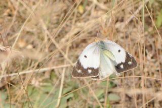 Gzel Azamet (Colias sareptensis)