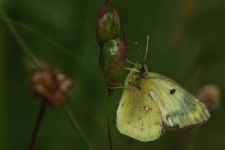 Gzel Azamet (Colias alfacariensis)