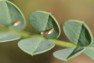Gzel Azamet (Colias sareptensis)