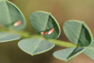 Gzel Azamet (Colias alfacariensis)