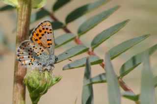 Anadolu Gelincii (Tomares nogelii)