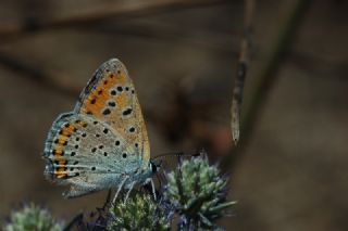 Kk Ate Gzeli (Lycaena thersamon)