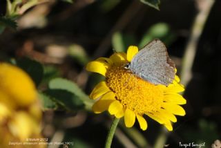 Mavi Sevbeni (Satyrium armenum)