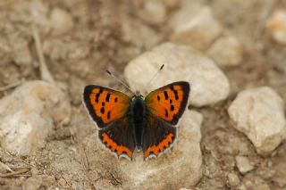 Benekli Bakr Gzeli (Lycaena phlaeas)