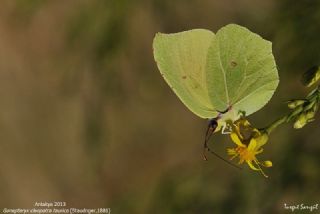 Kleopatra (Gonepteryx cleopatra)