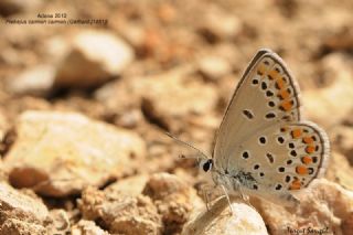 Doulu Esmergz (Plebejus carmon)