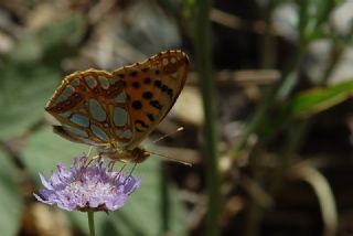spanyol Kraliesi (Issoria lathonia)